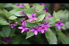 紫雲杜鵑-花3.jpg