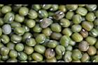 油綠豆-種子0.jpg