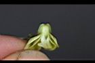 綠豆-花萼1.jpg