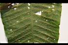 膜葉星蕨-孢子14.JPG
