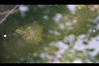 芡-水中花苞1.jpg