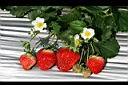 草莓30.jpg