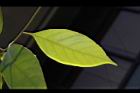 菱果石櫟-葉背05.JPG