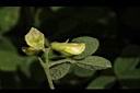 蔓蟲豆-花苞07.JPG