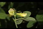 蔓蟲豆-花苞06.JPG
