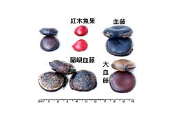 蘭嶼血藤-種子20.JPG