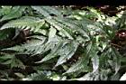 蛇脈三叉蕨-孢子葉03.JPG