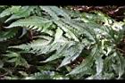 蛇脈三叉蕨-孢子葉06.JPG