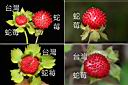 蛇莓-台灣蛇莓-實1.jpg