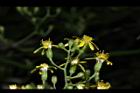 裂葉蔓黃菀-花06.JPG