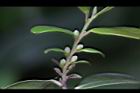 象牙樹-雌花苞06.JPG