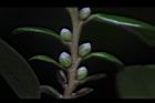 象牙樹-雌花苞09.JPG