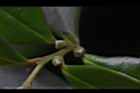 象牙樹-雌花苞10.JPG