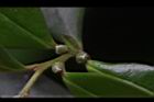 象牙樹-雌花苞11.JPG