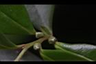 象牙樹-雌花苞12.JPG