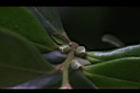 象牙樹-雌花苞16.JPG