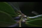 象牙樹-雌花苞17.JPG