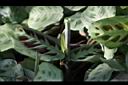 豹紋竹芋-幼葉2.jpg