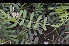 野豌豆-卷鬚1.JPG