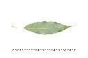 錐果櫟-葉背25.JPG
