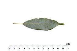 錐果櫟-葉背24.JPG