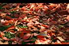 錫蘭橄欖-紅葉24.jpg