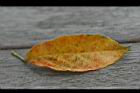 錫蘭橄欖-紅葉56.jpg