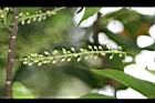 錫蘭橄欖-花苞02.jpg