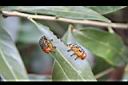 阿里山三斗石櫟-葉蜂幼蟲0.jpg