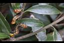 阿里山三斗石櫟-葉蜂幼蟲2.jpg
