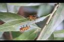 阿里山三斗石櫟-葉蜂幼蟲5.jpg