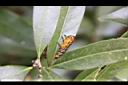 阿里山三斗石櫟-葉蜂幼蟲6.jpg