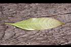 阿里山三斗石櫟-幼葉背1.JPG