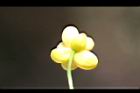 阿里山五味子-花萼0.jpg