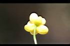 阿里山五味子-花萼1.jpg