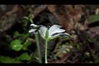 阿里山繁縷-花萼01.JPG