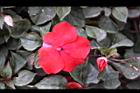 非洲鳳仙花-花-紅3.jpg