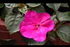 非洲鳳仙花-花-紫紅1.JPG