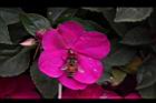 非洲鳳仙花-花-紫紅8.JPG