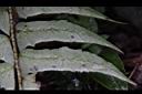 鞭葉耳蕨-孢子06.JPG