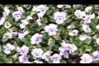 香菫菜-粉紫00.JPG