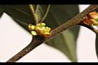 香葉樹-雌花苞2.JPG