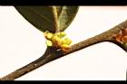香葉樹-雌花苞4.JPG
