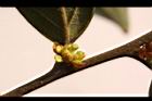香葉樹-雌花苞6.JPG