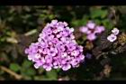 馬纓丹-紫花0.jpg