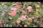 高山薔薇-宿萼0.jpg