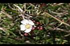 高山薔薇-花苞2.jpg