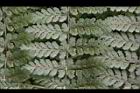 魚鱗蕨-孢子01.JPG