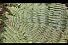 魚鱗蕨-葉08.JPG