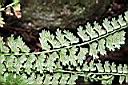 鱗柄鐵角蕨-孢子01.JPG